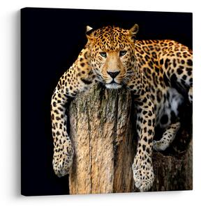 Obraz - Gepard (30x30 cm)