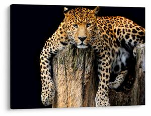 Obraz - Gepard (70x50 cm)