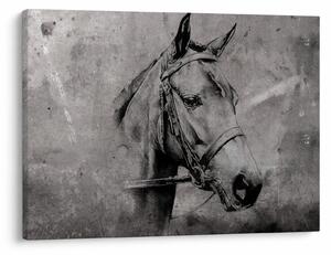 Obraz - Portrét koně (70x50 cm)