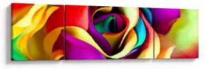 Obraz - Barevná růže (170x50 cm)