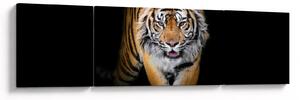 Obraz - Tygr (170x50 cm)