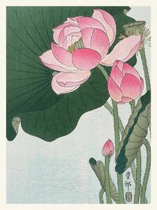 Obrazová reprodukce Blooming Lotus (Japandi Vintage) - Ohara Koson, (30 x 40 cm)