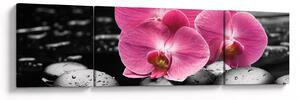 Obraz - Růžové orchideje (170x50 cm)