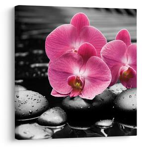 Obraz - Růžové orchideje (30x30 cm)