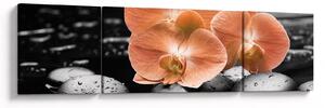 Obraz - Oranžové orchideje (170x50 cm)