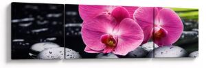 Obraz - Růžové orchideje s palmovým listem (170x50 cm)