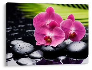 Obraz - Růžové orchideje s palmovým listem (70x50 cm)