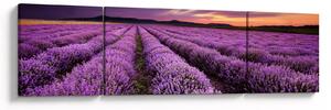Obraz - Levandulové pole při západu slunce (170x50 cm)