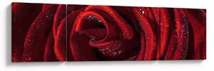 Obraz - Červená růže s kapkami rosy (170x50 cm)