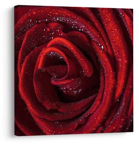 Obraz - Červená růže s kapkami rosy (30x30 cm)