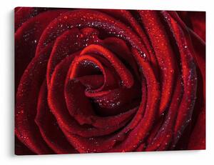 Obraz - Červená růže s kapkami rosy (70x50 cm)