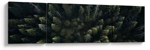 Obraz - Les (170x50 cm)