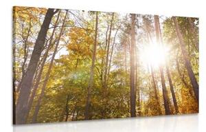 Obraz les v podzimních barvách - 60x40 cm