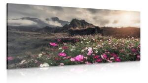 Obraz louka kvetoucích květin - 100x50 cm