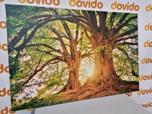 Obraz majestátní stromy - 90x60 cm