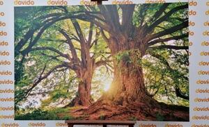 Obraz majestátní stromy - 60x40 cm