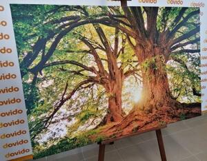 Obraz majestátní stromy - 90x60 cm
