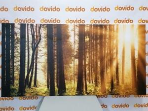 Obraz les zalitý sluncem - 100x50 cm