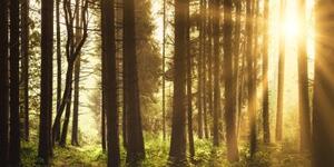 Obraz les zalitý sluncem - 100x50 cm