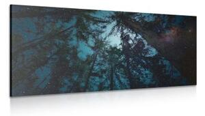 Obraz les pod noční oblohou - 100x50 cm
