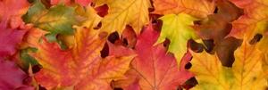 Obraz listy podzimu - 120x40 cm