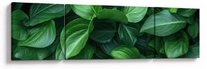 Obraz - Zelené listy (170x50 cm)