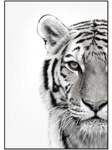 Zarámovaný digitální tisk White Tiger