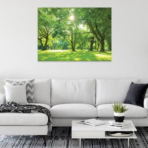 Postershop Obraz na plátně: Nature forest park trees - 100x75 cm