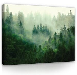 Postershop Obraz na plátně: Nature Forest Forest Fog Green - 100x75 cm