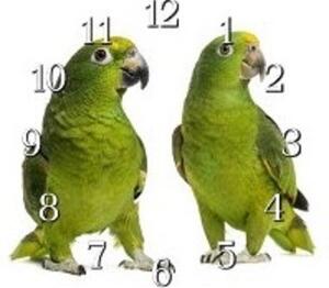 Nástěnné hodiny papoušek 30x30cm L - plexi