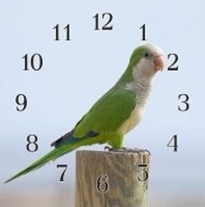 Nástěnné hodiny papoušek 30x30cm XXXV - plexi
