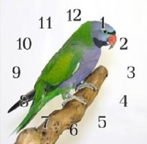 Nástěnné hodiny papoušek 30x30cm XXIX - plexi