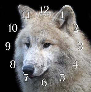 Nástěnné hodiny vlk 30x30cm I - plexi