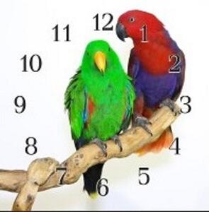 Nástěnné hodiny papoušek 30x30cm XVIII - plexi