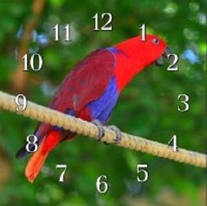 Nástěnné hodiny papoušek 30x30cm XXIV - plexi