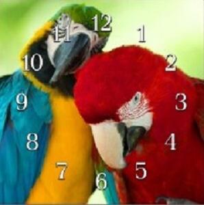 Nástěnné hodiny papoušek 30x30cm XLI - plexi