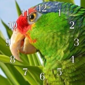 Nástěnné hodiny papoušek 30x30cm III - plexi