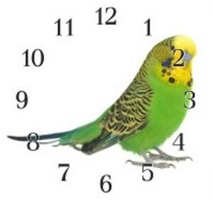 Nástěnné hodiny papoušek 30x30cm XXXI. - plexi