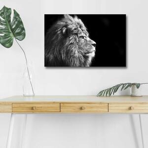 Wallity Obraz s LED osvětlením ČERNOBÍLÝ LEV 58 45 x 70 cm