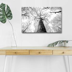 Wallity Obraz s LED osvětlením KORUNA STROMU 68 45 x 70 cm