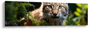 Obraz - Rys (170x50 cm)