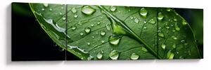 Obraz - List po dešti (170x50 cm)
