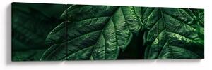Obraz - Detail listu (170x50 cm)