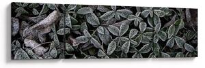 Obraz - Zmrzlé rostliny (170x50 cm)