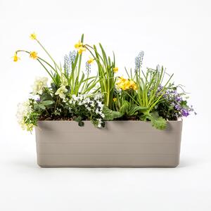 Samozavlažovací truhlík Berberis taupe/slonová kost 60 cm