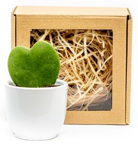 Set Hoya kerrii a květináč v dárkovém balení Hoja, Voskovka