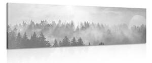 Obraz mlha nad lesem v černobílém provedení - 150x50 cm
