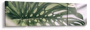 Obraz - List monstery (170x50 cm)