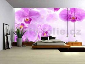 Vliesová fototapeta fialová orchidej, rozměr 312 cm x 219 cm fototapety IMPOL TRADE 149VE
