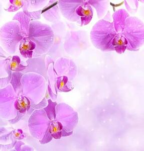 Vliesová fototapeta fialová orchidej, rozměr 312 cm x 219 cm fototapety IMPOL TRADE 149VE